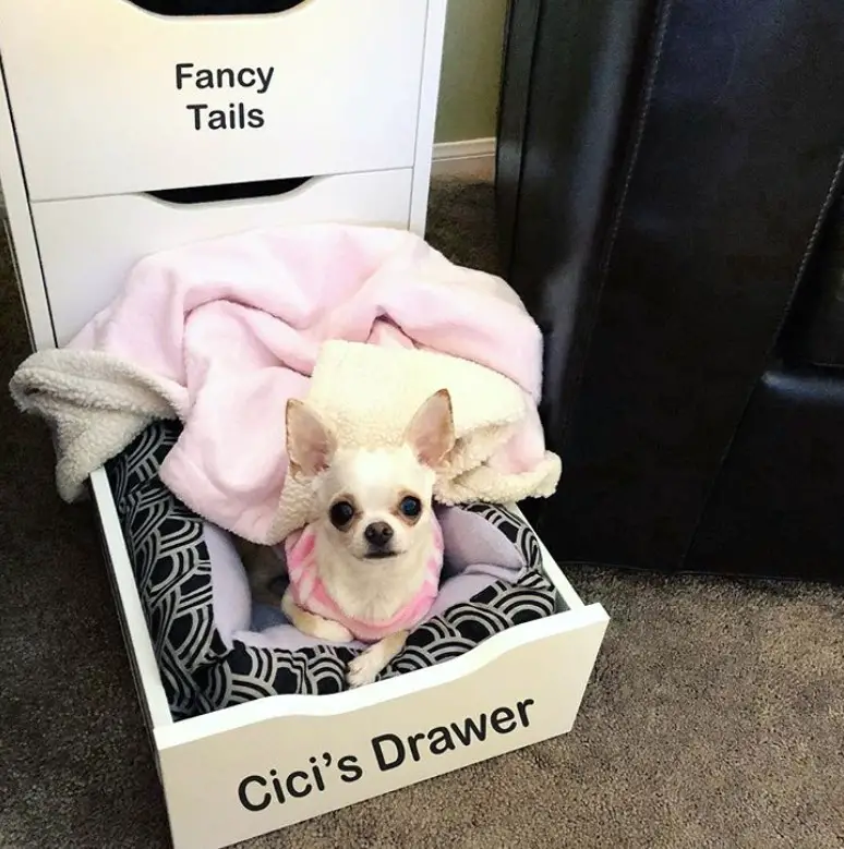 drawer Dog Bed Ideas