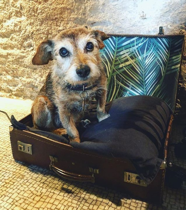 suit case Dog Bed Ideas