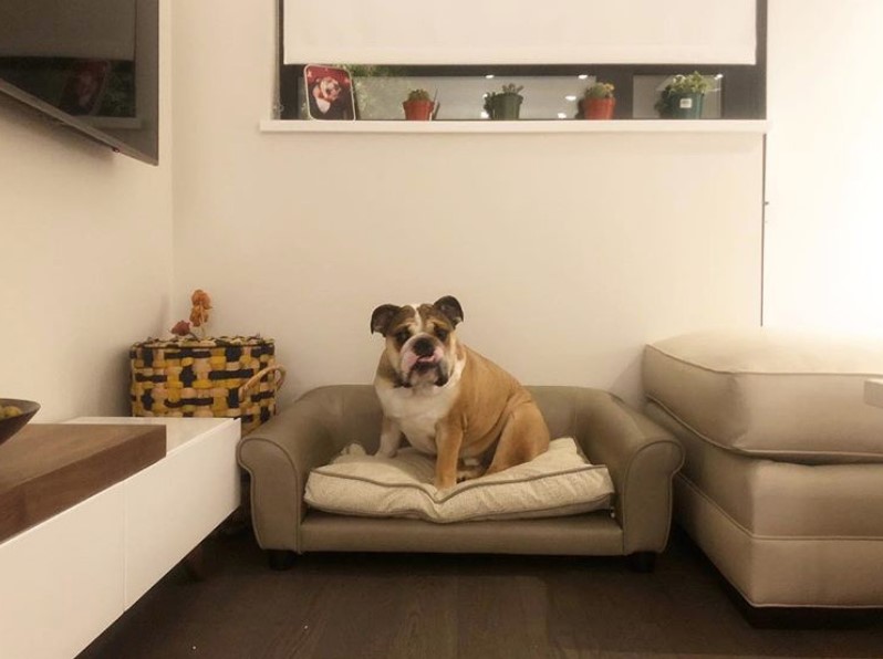 couch Dog Bed Ideas