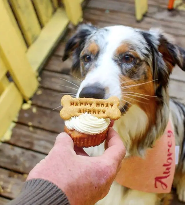 A Border Collie licking its birthday cupcake while being held by a person.