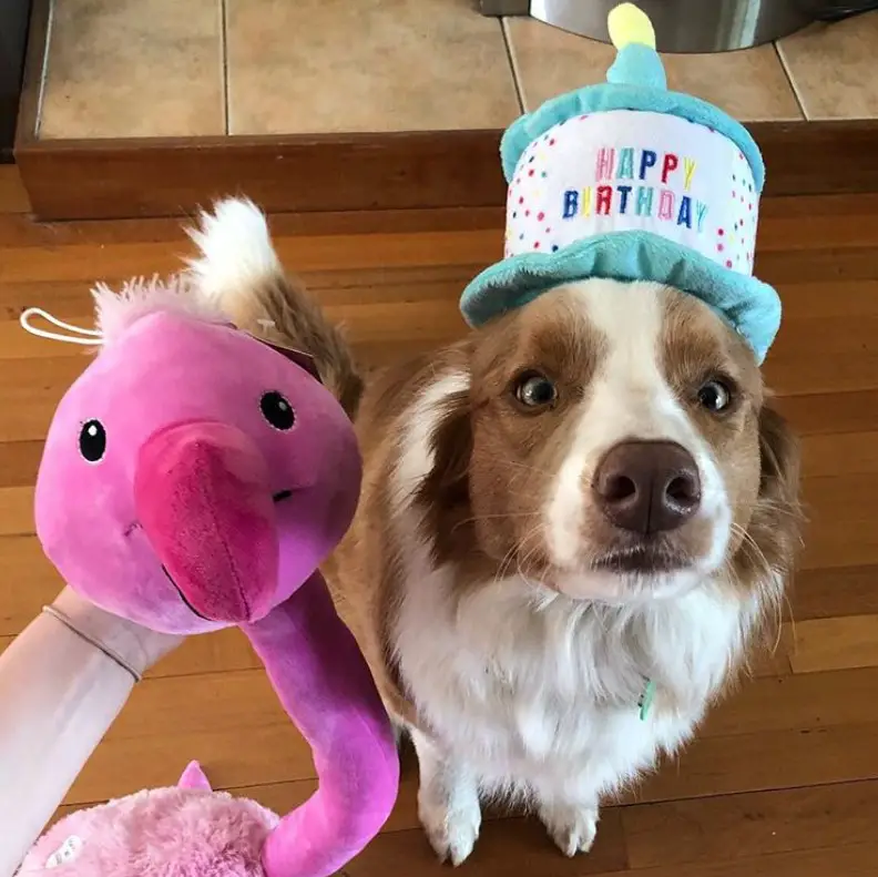 dog sitting on the floor wearing a cute birthday head piece while looking up next to a flamingo stuffed toy being held by a woman