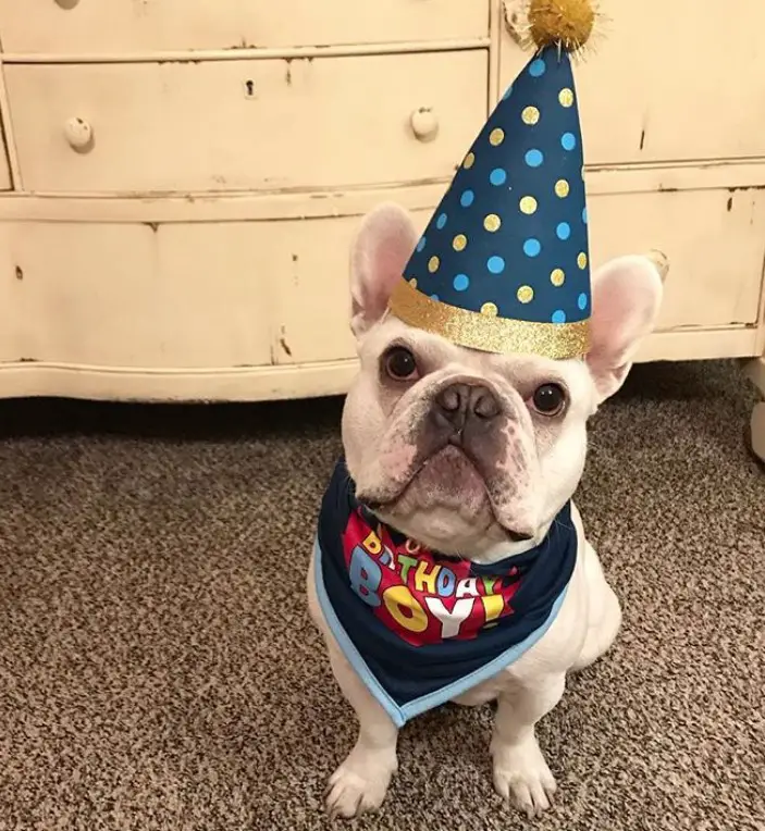 French Bulldog sitting on the floor wearing a blue cone hat with blue and gold pulka dots design and a birthday boy scarf around its neck