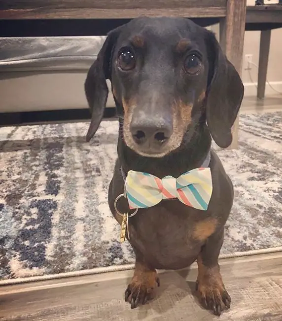 Dachshund wearing a colorful bow tie sitting on the floor while looking up with its adorable eyes