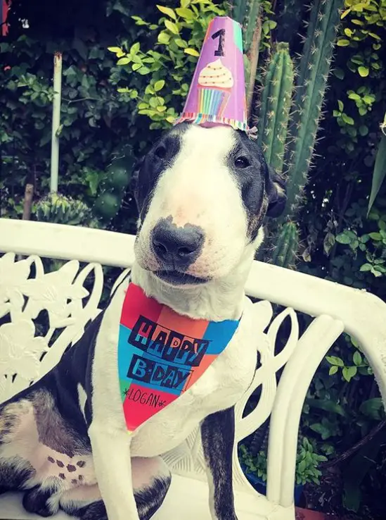 Bull Terrier sitting on the chair while wearing a Cone hat and a 