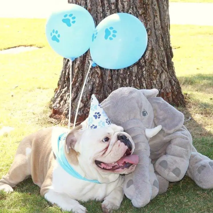 English Bulldog lying down on the green grass beside an elephant stuffed toy in front of the tree