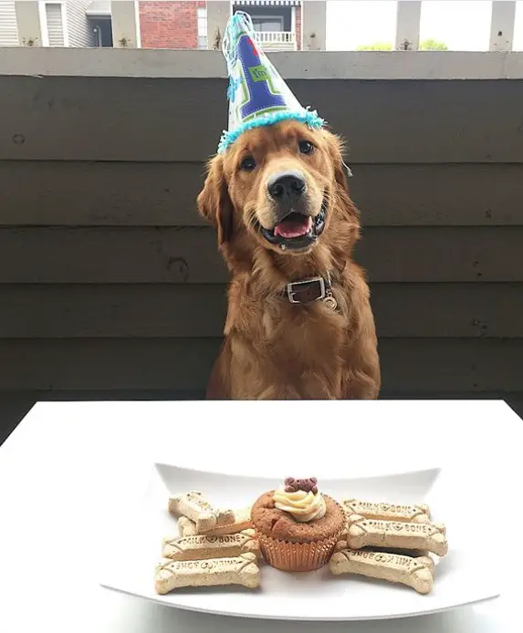 A happy Golden Retriever wearing a birthday hat sitting behind the table with a cupcake and treats on the place