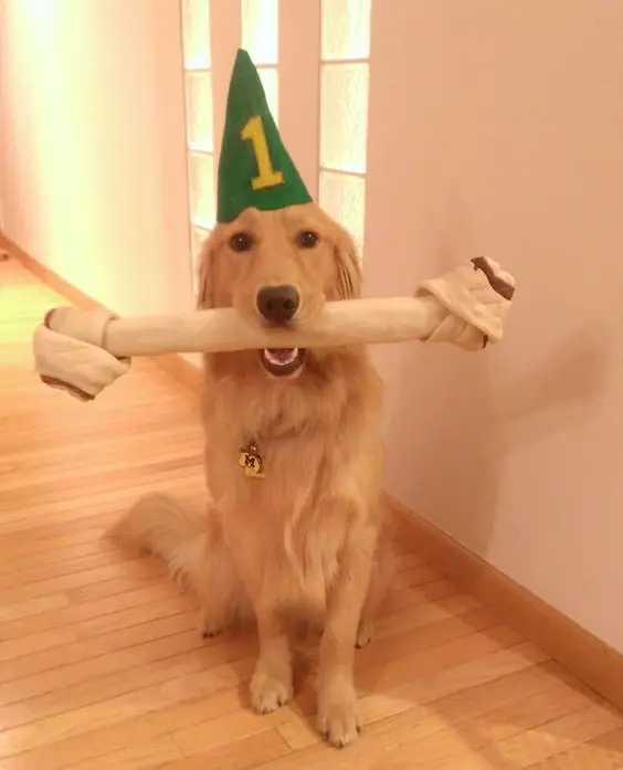 Golden Retriever sitting on the floor wearing a green cone hat with number 1 sign, while holding a big bone treat with its mouth.