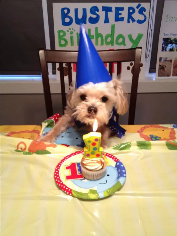 A dog sitting on the chair across the table with a cupcake and number 2 lit candle while wearing a blue cone hat 