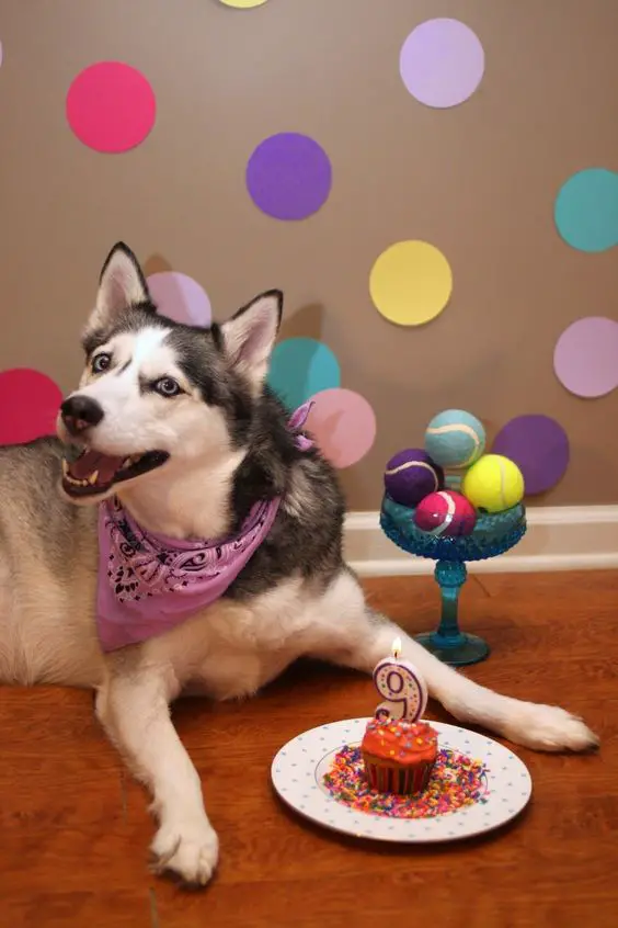 A husky wearing a purple scarf lying down on the floor behind her cupcake with number 9 lit candle on a place and next to her is a tray tower with four tennis balls.