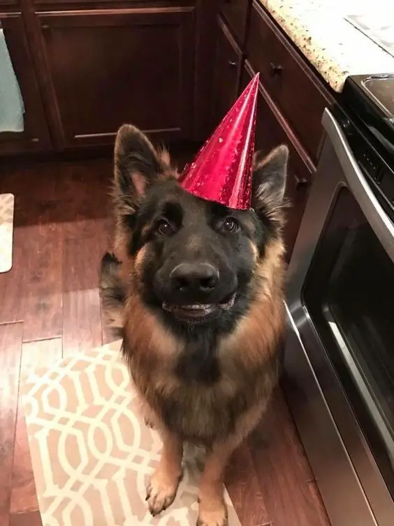 German Shepherd sitting on the floor wearing a red cone hat while smiling with an obviously full mouth.