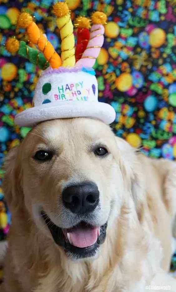 a smiling Golden Retriever while wearing a birthday cake head piece