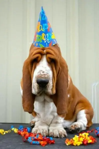 Basset Hound wearing a birthday cone hat sitting on the floor