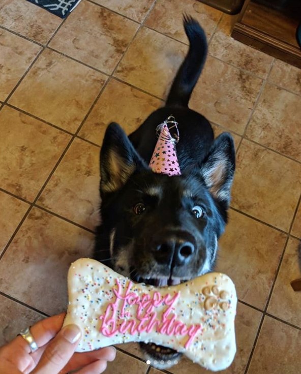 dog wearing a pink cone hat trying to eat the bone treat designed with words 