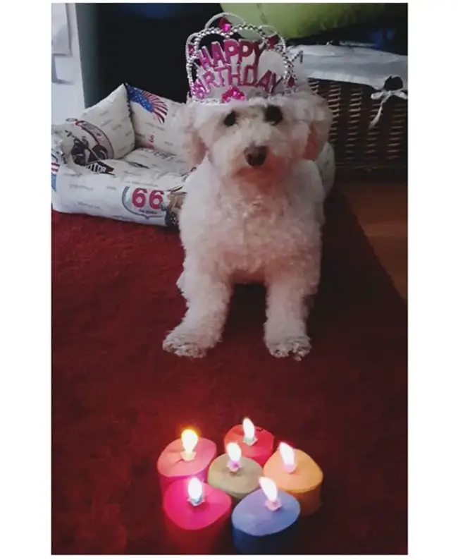 A white dog wearing a happy birthday crown standing behind the six lit candles
