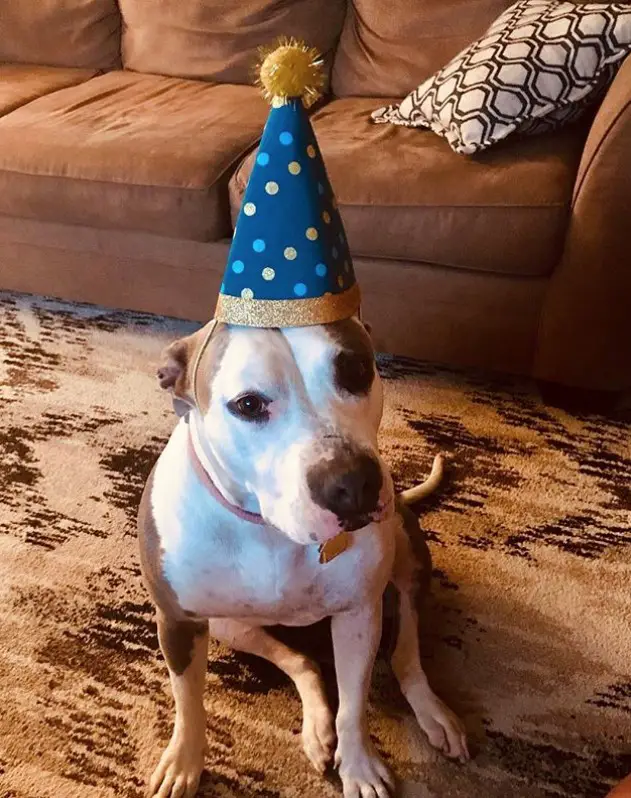 A dog sitting on the floor in the living room wearing a blue cone hat with blue and gold design