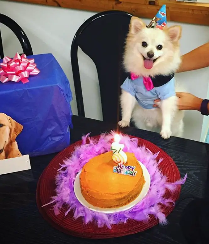 A pomeranian wearing a cone hat and polo shirt standing behind the table with a cake.