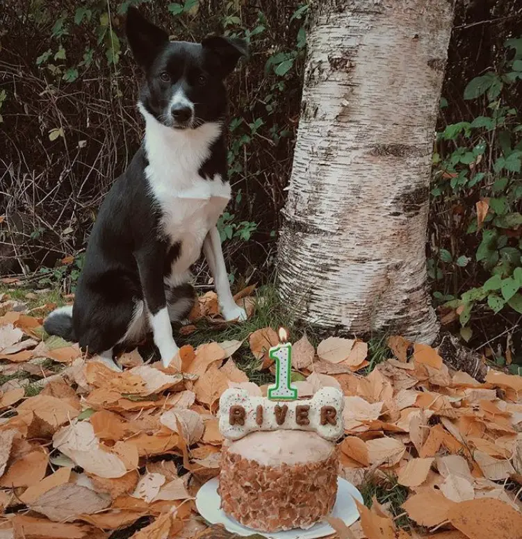 A Border Collie sitting on the grass with fallen dried leaves on the base of the tree behind its birthday cake