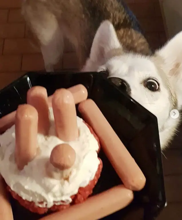 A dog on the floor sniffing its birthday cake