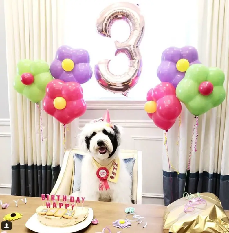 A dog sitting on the chair across the table with a cake on top of it and a balloon design on curtains and a number 4 balloon stuck on the window