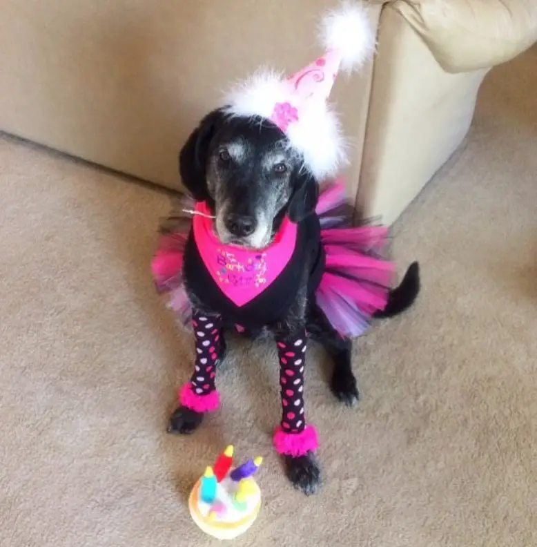 A dog swearing a pink and blank tutu dress and pink cone hat with white feathers sitting on the floor behind its her birthday cake.