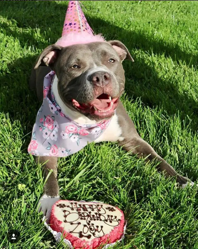 A dog named Zoey wearing a pink cone hat with star prints and a gray scarf with flower design lying down on the green grass behind her birthday cake.