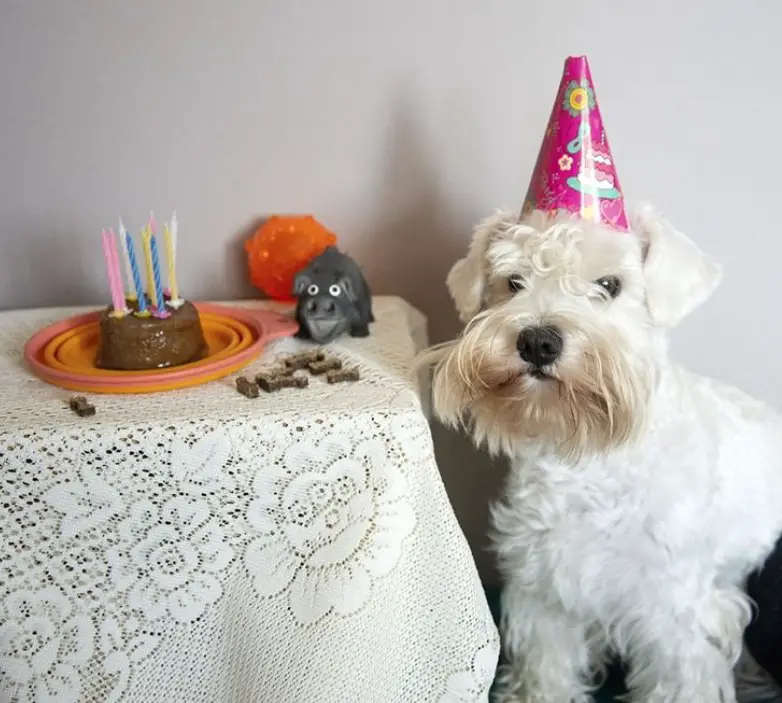 A dog wearing a pink cone hat sitting next to a table with birthday cake and treats