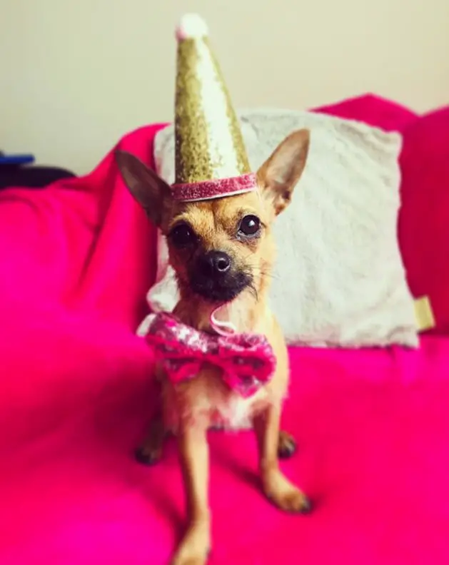 A chihuahua sitting on the couch wearing a cone hat and pink bow tie