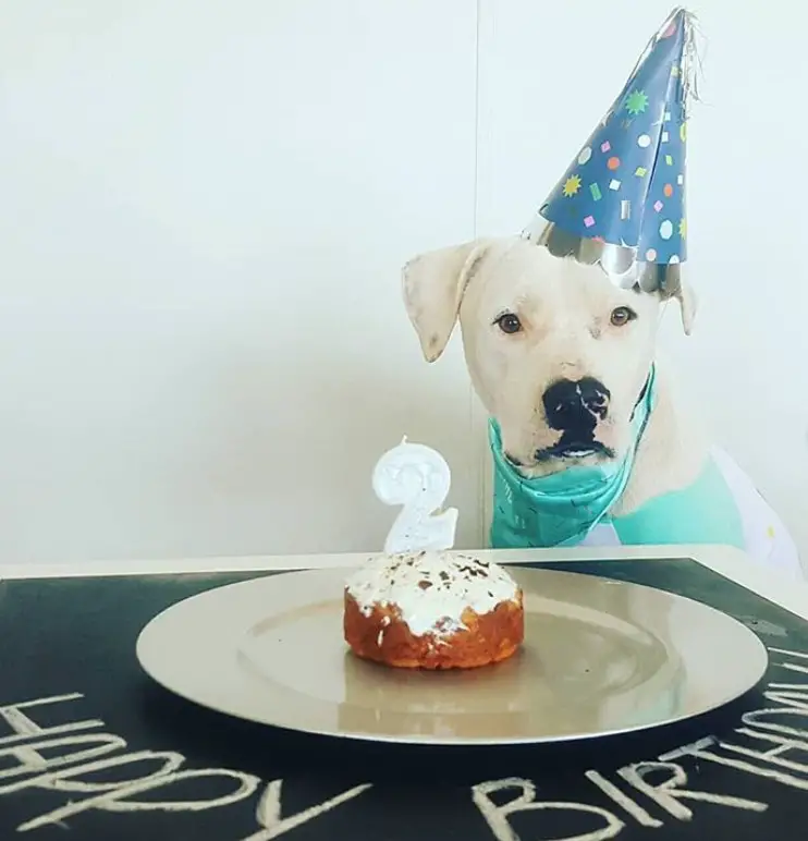 A dog wearing a green scarf and blue birthday hat sitting behind the table with a small birthday cake on top of the plate