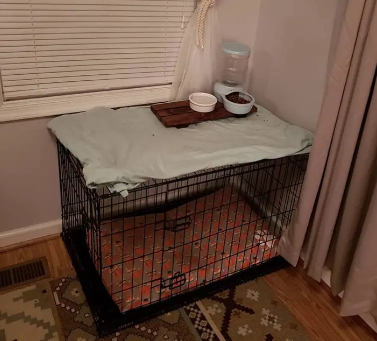 wire dog crate indoors