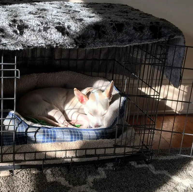 wire dog crate with carpet on top