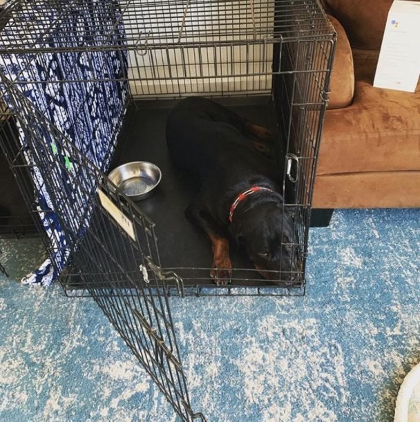 50 Best Dog Crate Ideas for Your Inspiration Page 4 The Paws