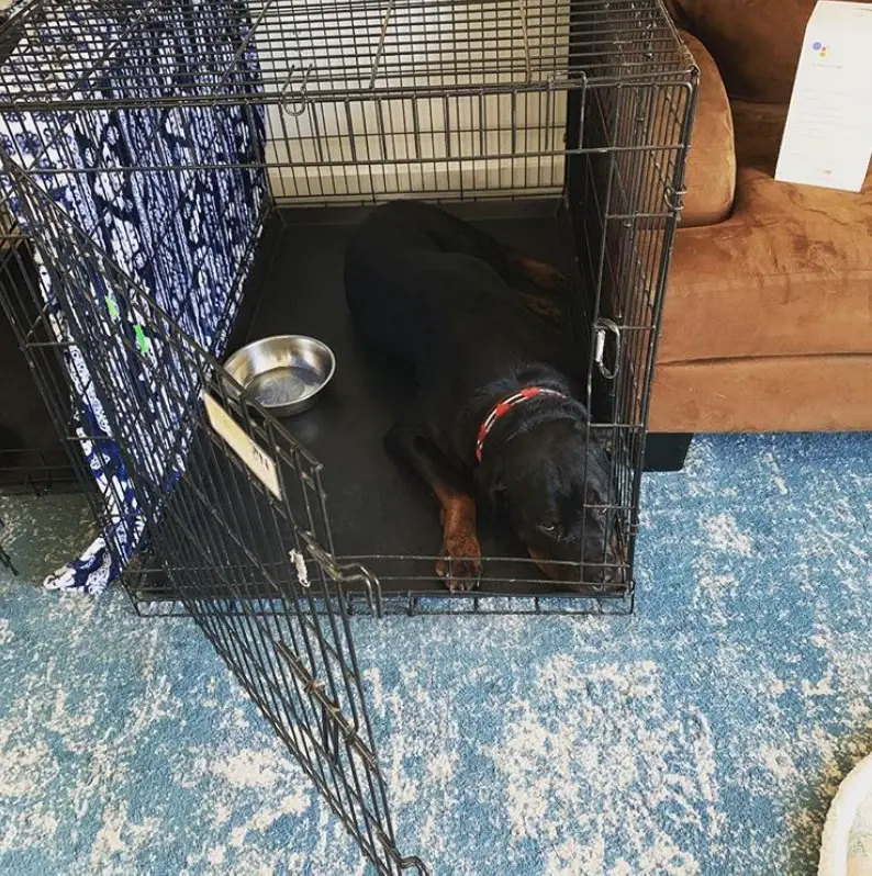 wire dog crate