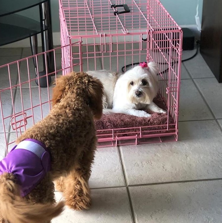 pink wire dog crate