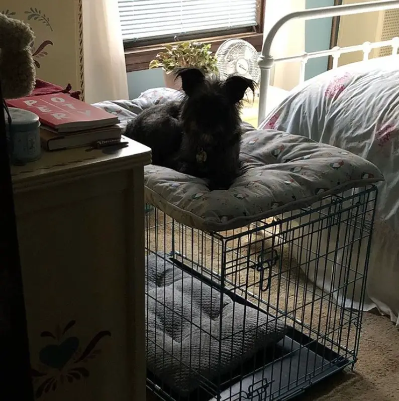 black wired dog crate with pillow