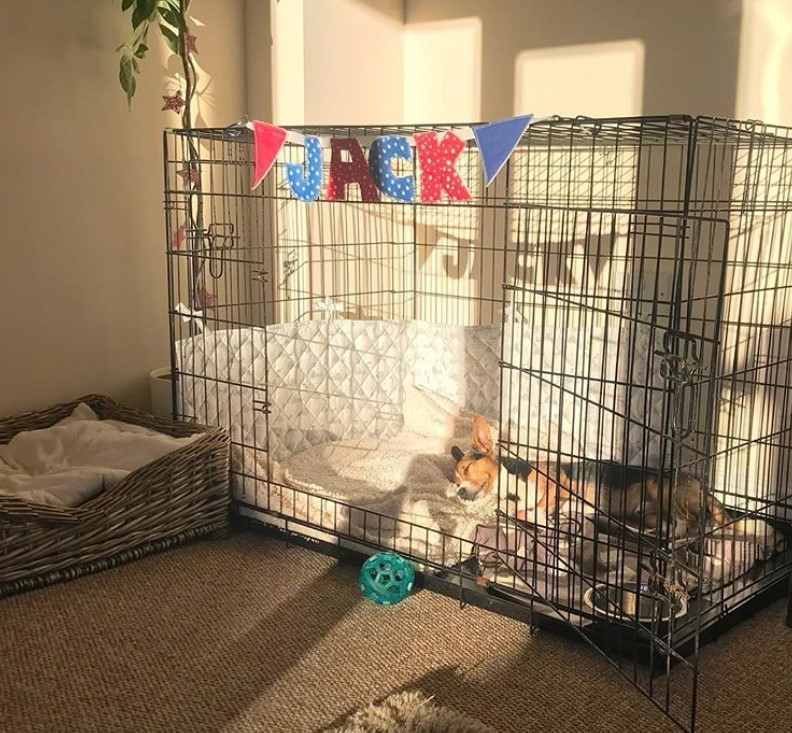 large wire dog crate