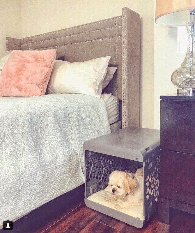 plastic dog crates beside the bed