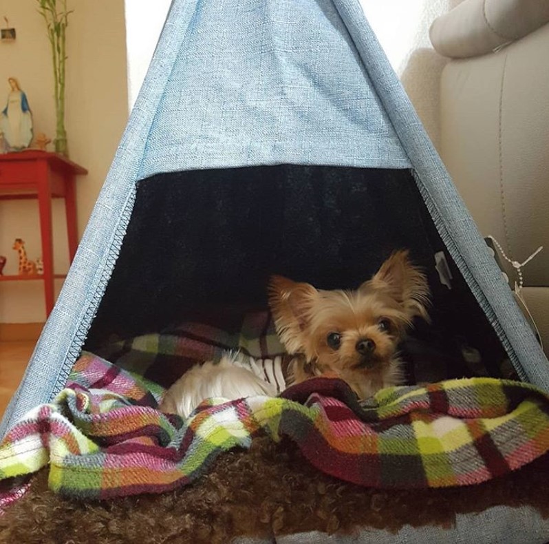 A boho type dog house with a yorkshire terrier lying inside