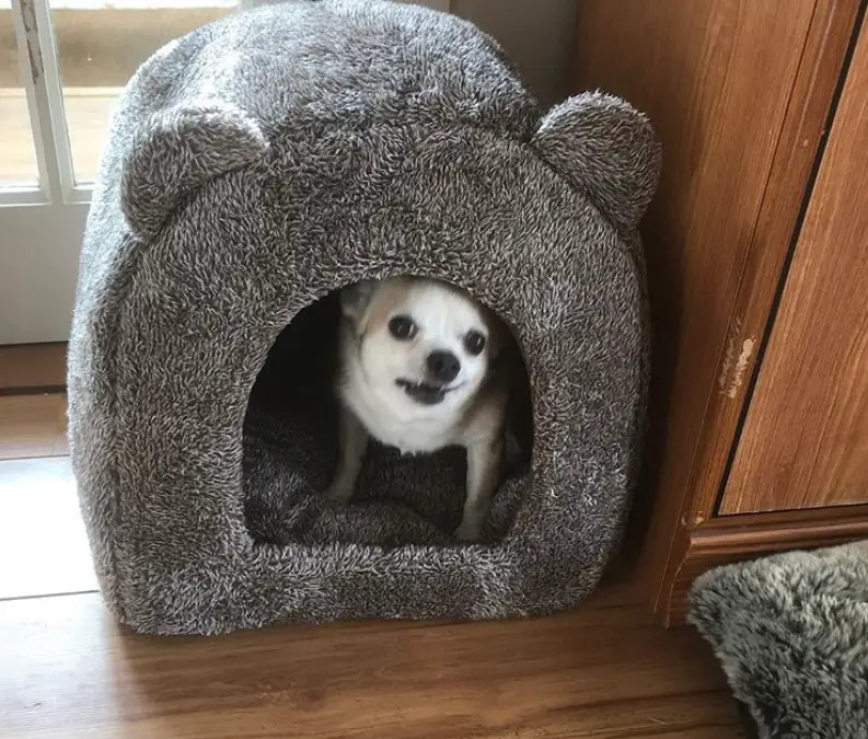 A soft Dog House with a chihuahua inside