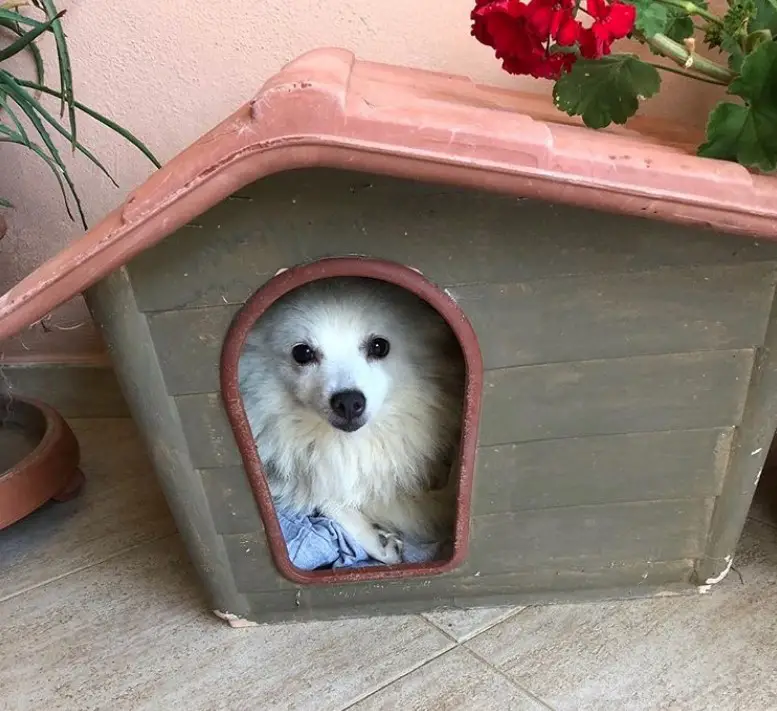 A small dog house with a pomeranian inside
