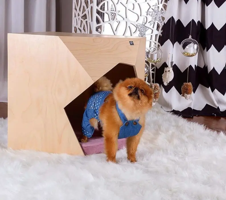 A stylish Dog House in the living room with a pomeranian