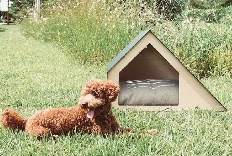 A poodle dog lying in the yard with a small dog house behind him