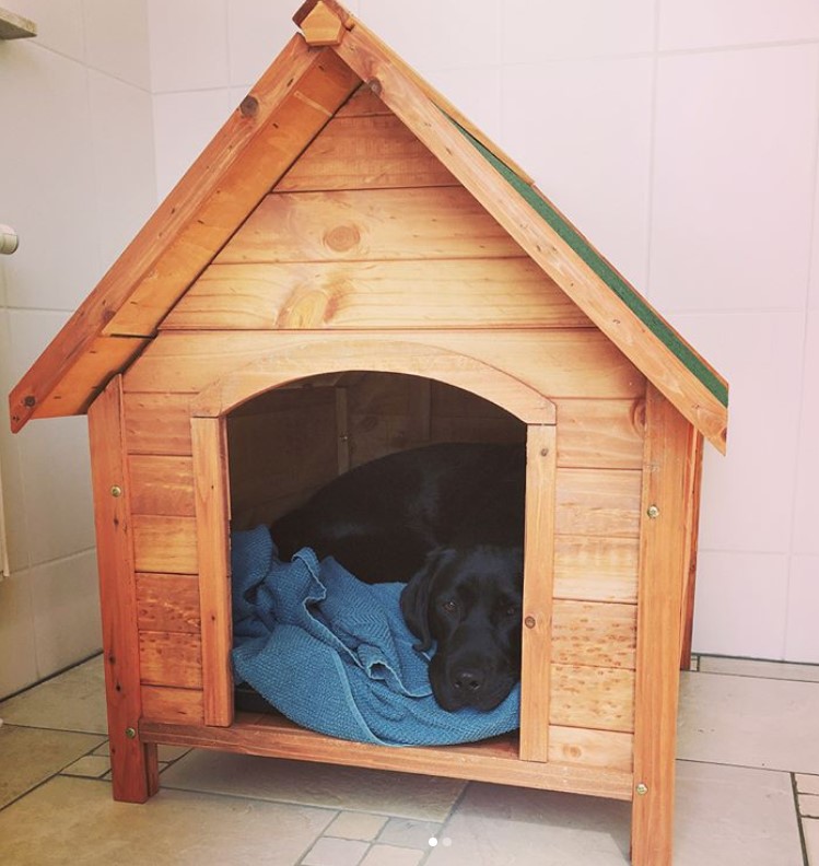 A wooden dog house with a black labrador lying inside