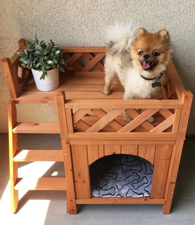 A wooden and cute dog house with a pomeranian standing in the little rooftop