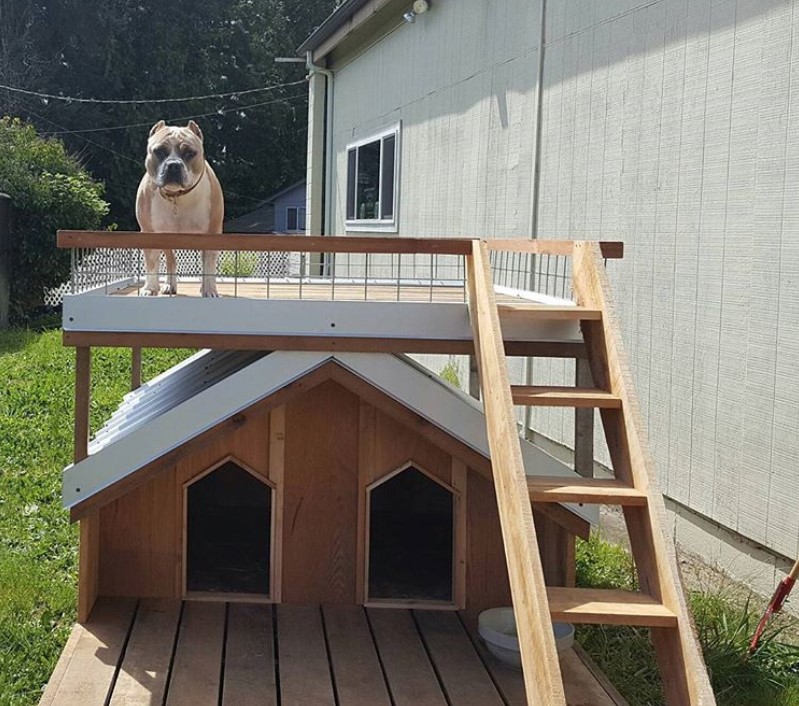 Modern outdoor dog house with a dog standing on the roof top