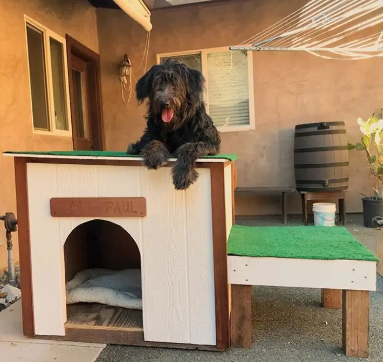 A simple dog house with a labradoodle lying on top