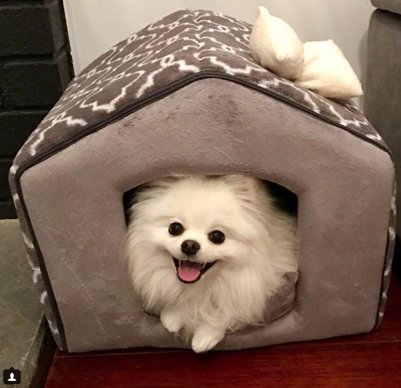 A cute gray soft dog house with a white pomeranian lying inside