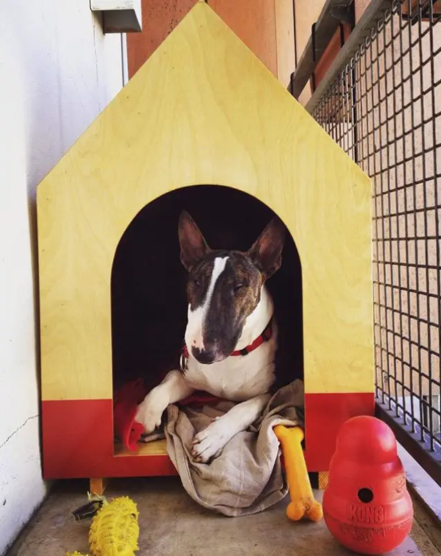 A yellow and red colored Dog house with a Bull Terrier lying inside