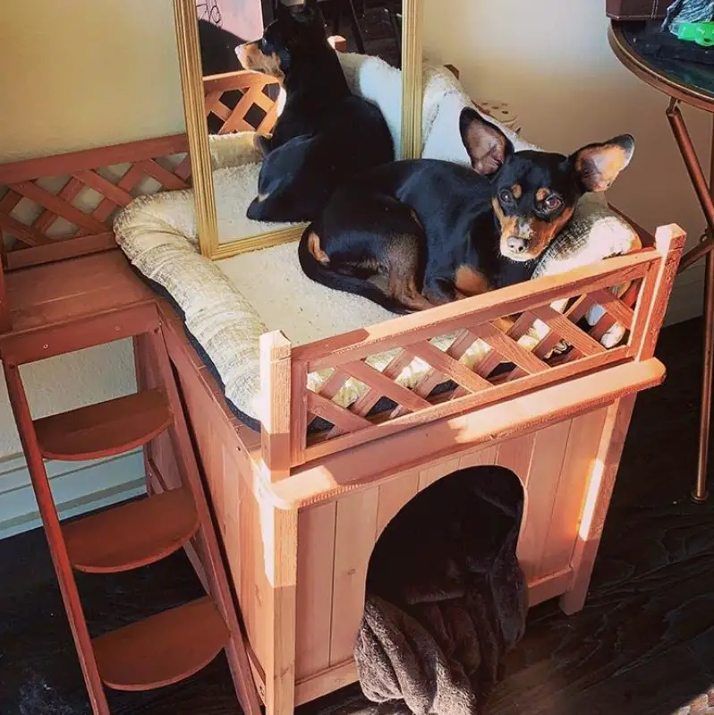 A cute dog house with a chihuahua lying on top
