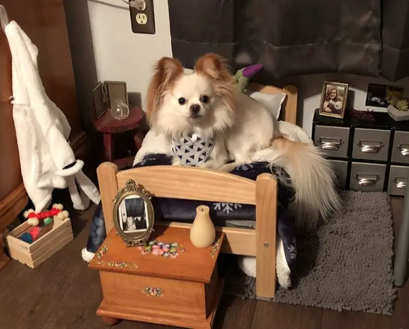 mini dog bedroom with complete drawers bed and side table