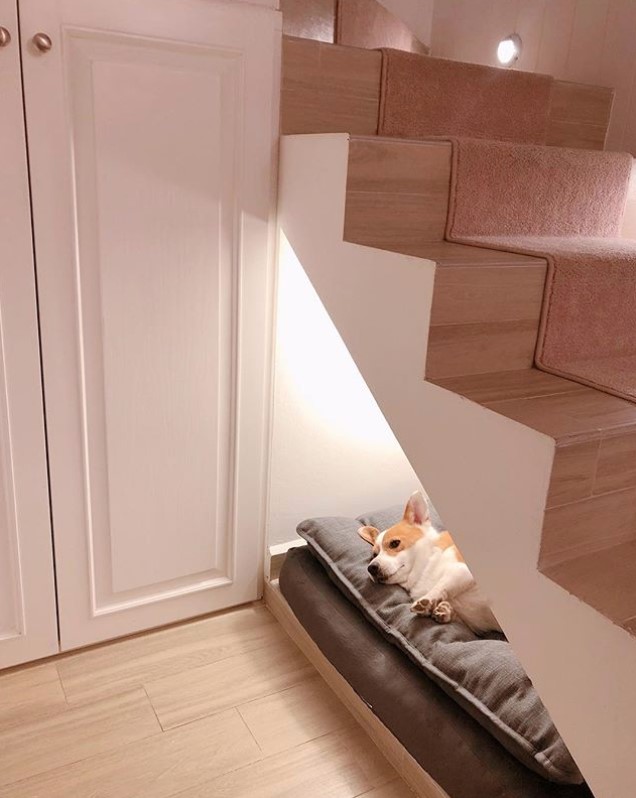 dog room below the stairs